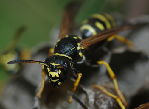 Polistes biglumis bimaculatus sul nido